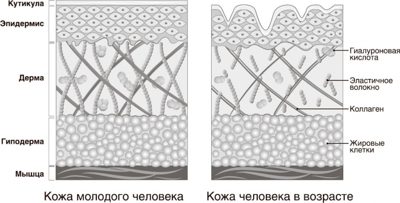 Иллюстрация к книге — Кожа: мифы и правда о самом большом органе [i_008.jpg]