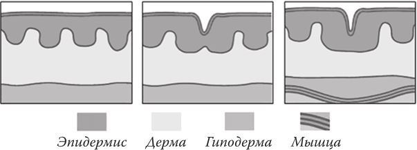 Иллюстрация к книге — Кожа: мифы и правда о самом большом органе [i_013.jpg]
