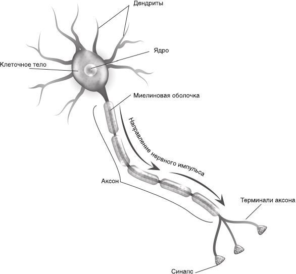 Иллюстрация к книге — Кожа: мифы и правда о самом большом органе [i_014.jpg]