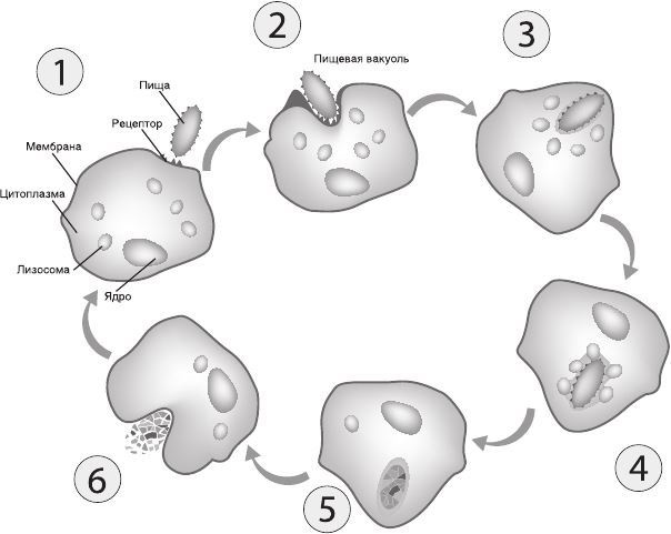 Иллюстрация к книге — Кожа: мифы и правда о самом большом органе [i_028.jpg]