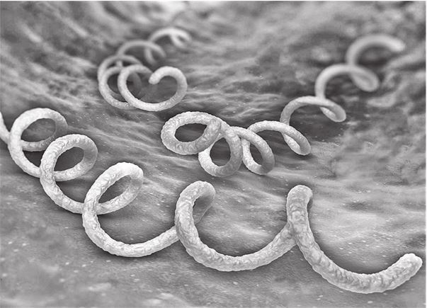 Иллюстрация к книге — Кожа: мифы и правда о самом большом органе [i_031.jpg]