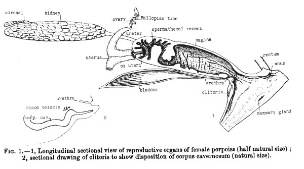 Иллюстрация к книге — Секс в океане или Тайна зарождения жизни [i_009.jpg]