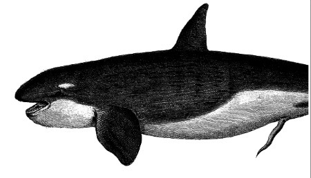 Иллюстрация к книге — Секс в океане или Тайна зарождения жизни [i_011.jpg]