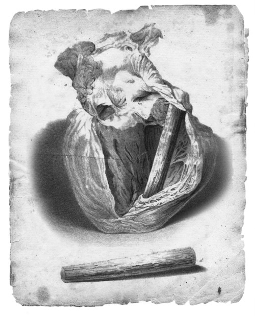 Иллюстрация к книге — Безумная медицина. Странные заболевания и не менее странные методы лечения в истории медицины [i_011.jpg]