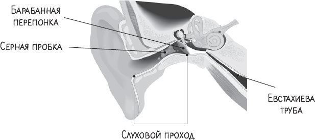 Иллюстрация к книге — В лабиринтах уха, горла и носа. Скрытые механизмы работы, неочевидные взаимосвязи и полезные знания, которые помогут «дотянуть» до визита к врачу [i_008.jpg]