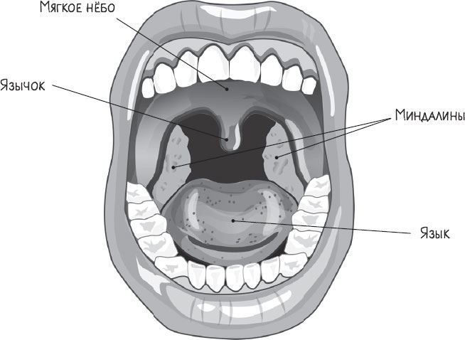Иллюстрация к книге — В лабиринтах уха, горла и носа. Скрытые механизмы работы, неочевидные взаимосвязи и полезные знания, которые помогут «дотянуть» до визита к врачу [i_015.jpg]