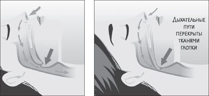 Иллюстрация к книге — В лабиринтах уха, горла и носа. Скрытые механизмы работы, неочевидные взаимосвязи и полезные знания, которые помогут «дотянуть» до визита к врачу [i_017.jpg]