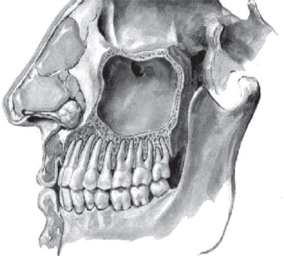 Иллюстрация к книге — В лабиринтах уха, горла и носа. Скрытые механизмы работы, неочевидные взаимосвязи и полезные знания, которые помогут «дотянуть» до визита к врачу [i_024.jpg]
