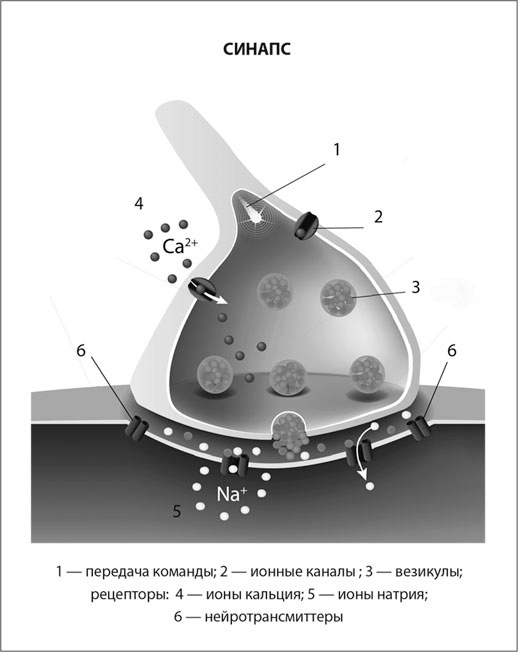 Иллюстрация к книге — Мозг. Инструкция пользователя [i_005.jpg]