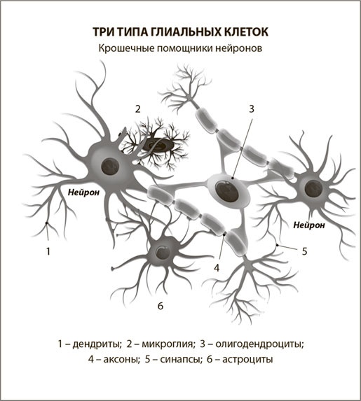 Иллюстрация к книге — Мозг. Инструкция пользователя [i_021.jpg]