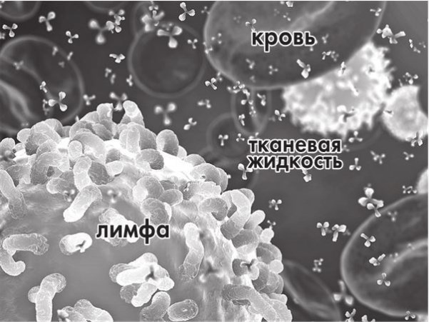 Иллюстрация к книге — Предрассудки о здоровье. Жить надо с умом и правильно [i_017.jpg]