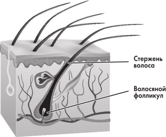 Иллюстрация к книге — Предрассудки о здоровье. Жить надо с умом и правильно [i_019.jpg]