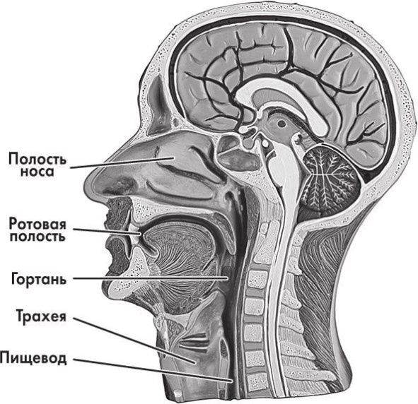 Иллюстрация к книге — Предрассудки о здоровье. Жить надо с умом и правильно [i_029.jpg]