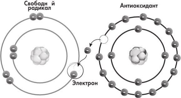 Иллюстрация к книге — Предрассудки о здоровье. Жить надо с умом и правильно [i_050.jpg]