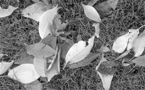 Иллюстрация к книге — Метаморфозы. Путешествие хирурга по самым прекрасным и ужасным изменениям человеческого тела [i_001.jpg]