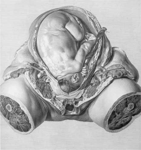 Иллюстрация к книге — Метаморфозы. Путешествие хирурга по самым прекрасным и ужасным изменениям человеческого тела [i_020.jpg]