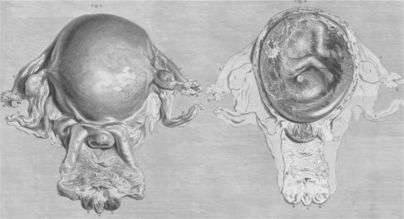 Иллюстрация к книге — Метаморфозы. Путешествие хирурга по самым прекрасным и ужасным изменениям человеческого тела [i_021.jpg]