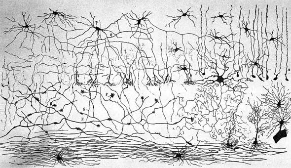 Иллюстрация к книге — Метаморфозы. Путешествие хирурга по самым прекрасным и ужасным изменениям человеческого тела [i_032.jpg]