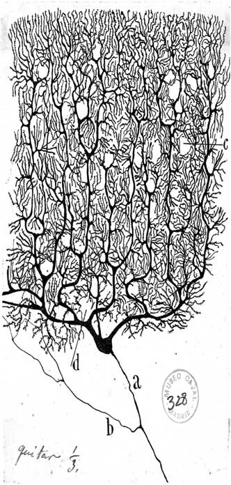 Иллюстрация к книге — Метаморфозы. Путешествие хирурга по самым прекрасным и ужасным изменениям человеческого тела [i_033.jpg]