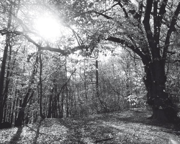 Иллюстрация к книге — Дом на хвосте паровоза. Путеводитель по Европе в сказках Андерсена [i_108.jpg]