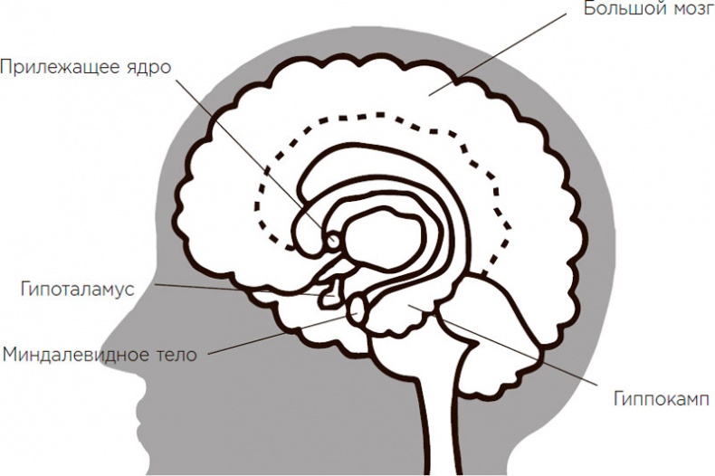 Иллюстрация к книге — Это просто ступор какой-то! Как избавиться от тумана в голове, обрести ясность мыслей и начать действовать [i_004.jpg]