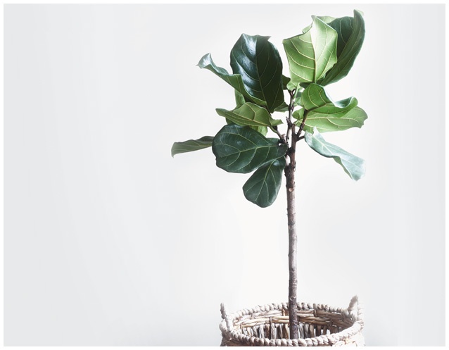 Иллюстрация к книге — Что такое лагом (Шведские рецепты счастливой жизни) [i_020.jpg]