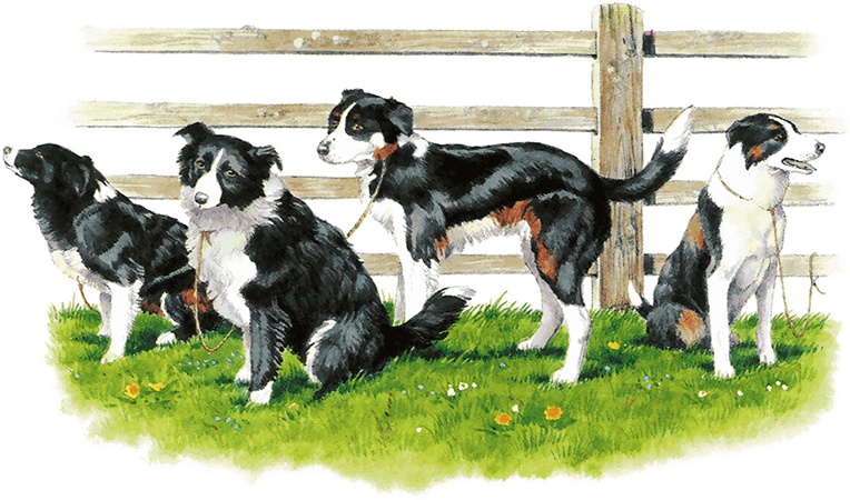 Иллюстрация к книге — Детям. Рассказы о животных [i_029.jpg]