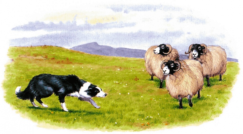 Иллюстрация к книге — Детям. Рассказы о животных [i_032.jpg]