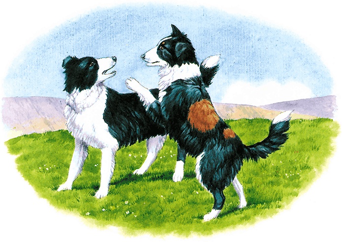 Иллюстрация к книге — Детям. Рассказы о животных [i_037.jpg]