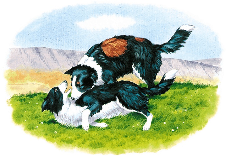 Иллюстрация к книге — Детям. Рассказы о животных [i_038.jpg]