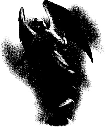 Иллюстрация к книге — Испытания Морриган Кроу [i_034.jpg]