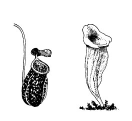 Иллюстрация к книге — Выживание везде и всегда [i_016.jpg]