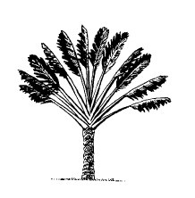 Иллюстрация к книге — Выживание везде и всегда [i_017.jpg]