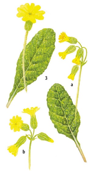 Иллюстрация к книге — Выживание везде и всегда [i_057.jpg]