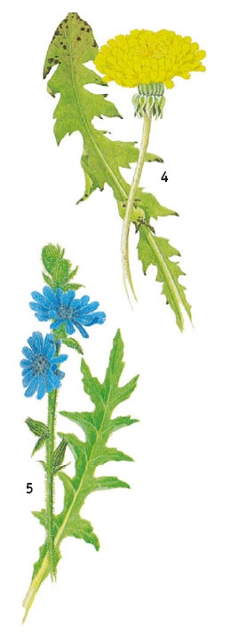 Иллюстрация к книге — Выживание везде и всегда [i_058.jpg]