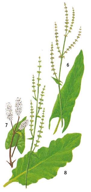 Иллюстрация к книге — Выживание везде и всегда [i_059.jpg]