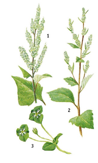 Иллюстрация к книге — Выживание везде и всегда [i_060.jpg]