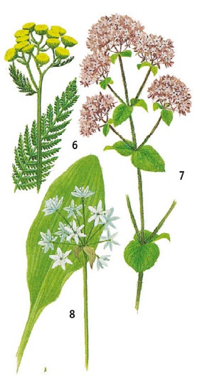 Иллюстрация к книге — Выживание везде и всегда [i_066.jpg]