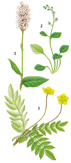 Иллюстрация к книге — Выживание везде и всегда [i_068.jpg]