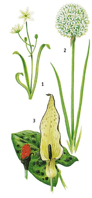 Иллюстрация к книге — Выживание везде и всегда [i_072.jpg]