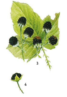 Иллюстрация к книге — Выживание везде и всегда [i_077.jpg]