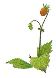 Иллюстрация к книге — Выживание везде и всегда [i_078.jpg]