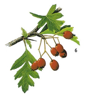 Иллюстрация к книге — Выживание везде и всегда [i_079.jpg]