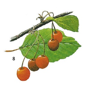 Иллюстрация к книге — Выживание везде и всегда [i_081.jpg]