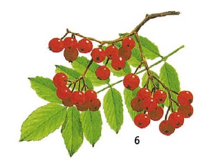 Иллюстрация к книге — Выживание везде и всегда [i_087.jpg]