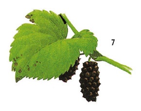 Иллюстрация к книге — Выживание везде и всегда [i_088.jpg]