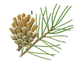 Иллюстрация к книге — Выживание везде и всегда [i_090.jpg]