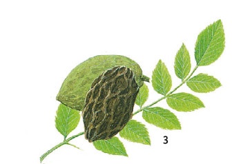 Иллюстрация к книге — Выживание везде и всегда [i_092.jpg]