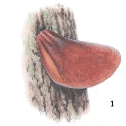 Иллюстрация к книге — Выживание везде и всегда [i_106.jpg]