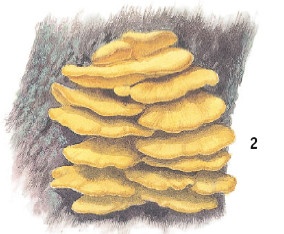 Иллюстрация к книге — Выживание везде и всегда [i_107.jpg]